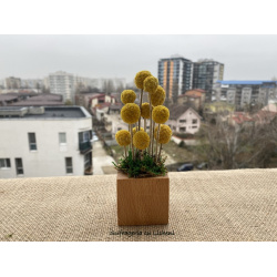 cod_4_19_aranjament_craspedia_cub_poza_1