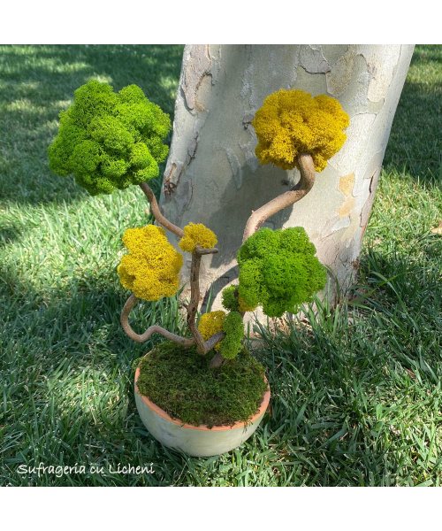 cod_2_10_poza_1_794870735