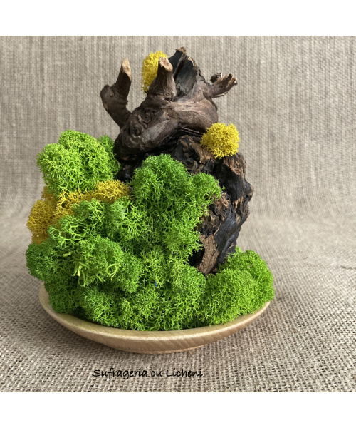 cod_4_15_radacina_galben_verde_poza_1