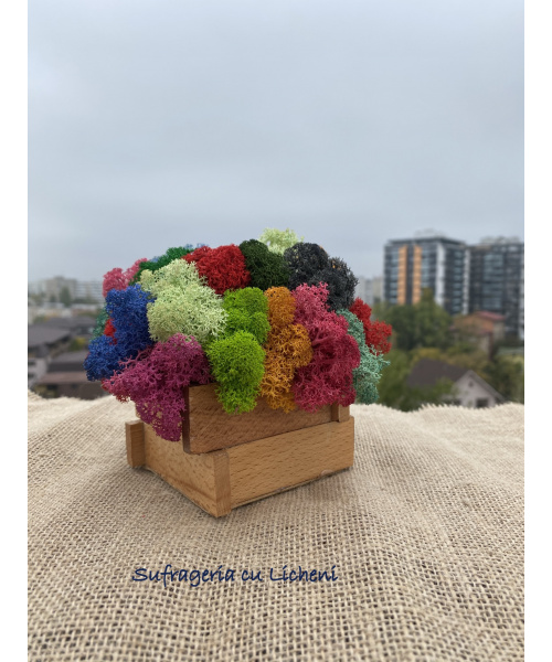 cod_6_2_2_minijardiniera_poza_3