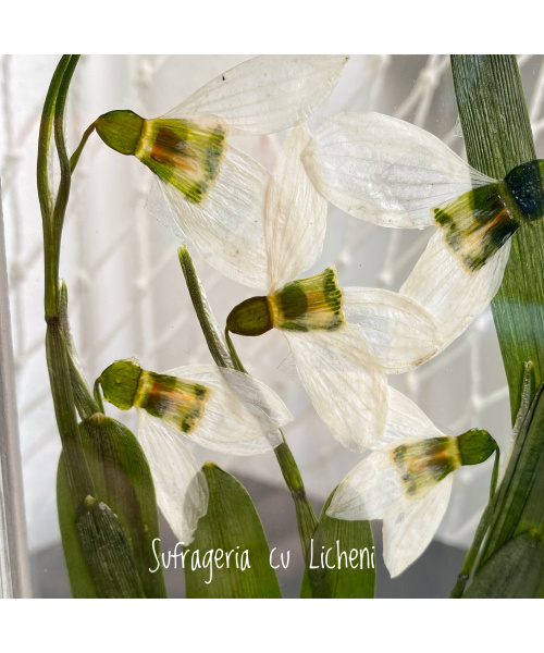 fullsizerender-5_540300154